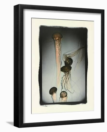 Jellyfish in Motion 1-Theo Westenberger-Framed Photographic Print