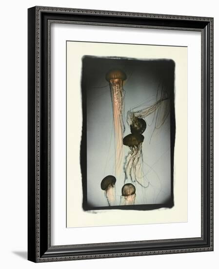 Jellyfish in Motion 1-Theo Westenberger-Framed Photographic Print