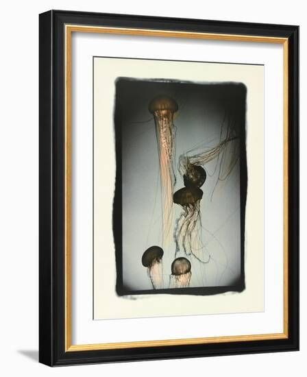 Jellyfish in Motion 1-Theo Westenberger-Framed Photographic Print