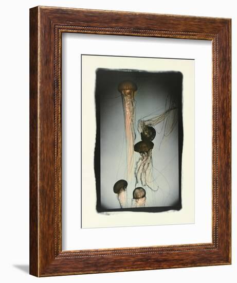 Jellyfish in Motion 1-Theo Westenberger-Framed Photographic Print