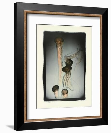 Jellyfish in Motion 1-Theo Westenberger-Framed Photographic Print