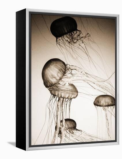 Jellyfish in Motion 2-Theo Westenberger-Framed Stretched Canvas