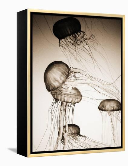 Jellyfish in Motion 2-Theo Westenberger-Framed Stretched Canvas