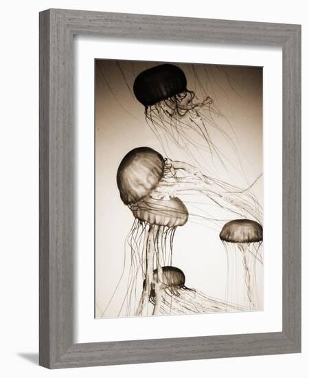 Jellyfish in Motion 2-Theo Westenberger-Framed Art Print