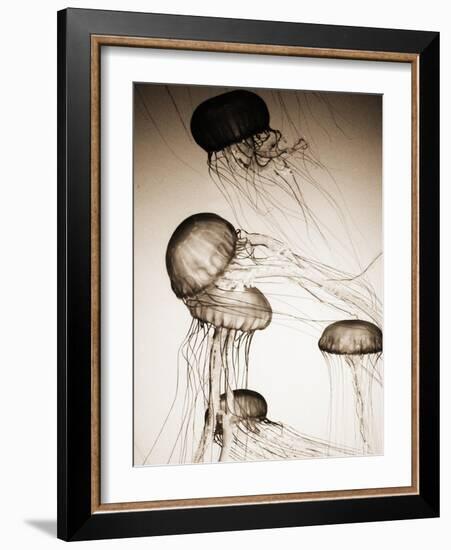 Jellyfish in Motion 2-Theo Westenberger-Framed Art Print