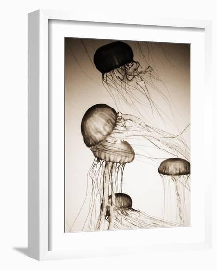 Jellyfish in Motion 2-Theo Westenberger-Framed Art Print