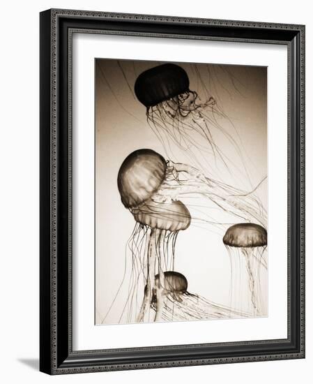 Jellyfish in Motion 2-Theo Westenberger-Framed Art Print