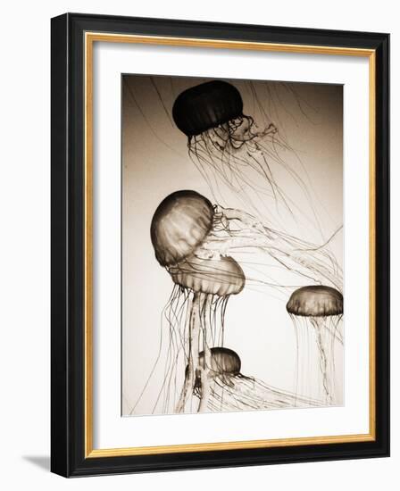 Jellyfish in Motion 2-Theo Westenberger-Framed Art Print