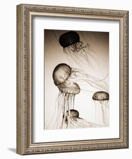 Jellyfish in Motion 2-Theo Westenberger-Framed Art Print