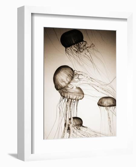 Jellyfish in Motion 2-Theo Westenberger-Framed Art Print