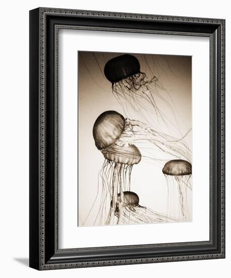 Jellyfish in Motion 2-Theo Westenberger-Framed Art Print