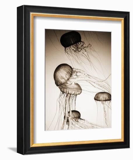 Jellyfish in Motion 2-Theo Westenberger-Framed Art Print