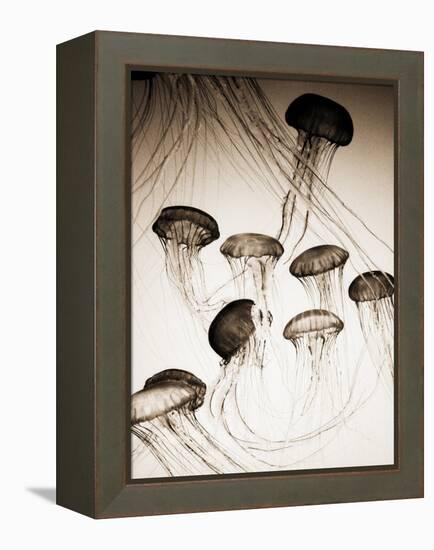 Jellyfish in Motion 3-Theo Westenberger-Framed Stretched Canvas