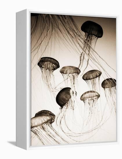 Jellyfish in Motion 3-Theo Westenberger-Framed Stretched Canvas