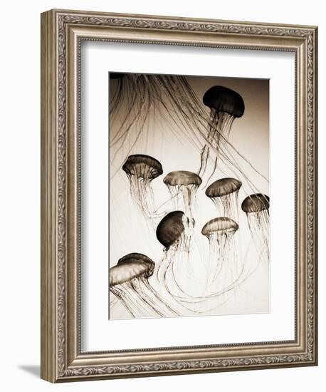 Jellyfish in Motion 3-Theo Westenberger-Framed Art Print