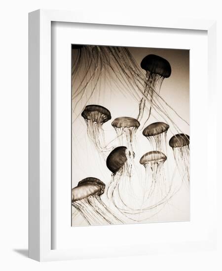 Jellyfish in Motion 3-Theo Westenberger-Framed Art Print