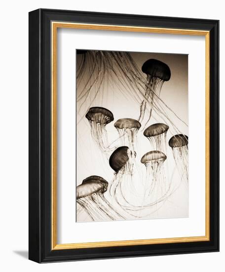 Jellyfish in Motion 3-Theo Westenberger-Framed Art Print