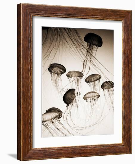 Jellyfish in Motion 3-Theo Westenberger-Framed Art Print