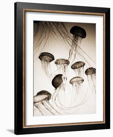 Jellyfish in Motion 3-Theo Westenberger-Framed Art Print