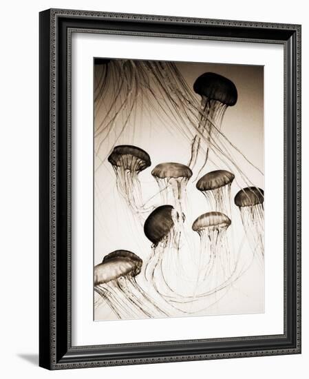 Jellyfish in Motion 3-Theo Westenberger-Framed Art Print