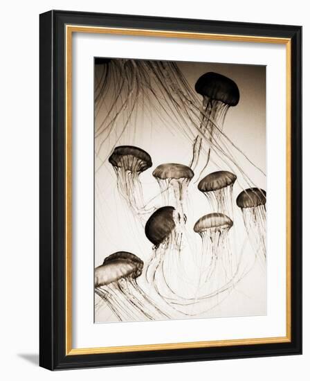 Jellyfish in Motion 3-Theo Westenberger-Framed Art Print