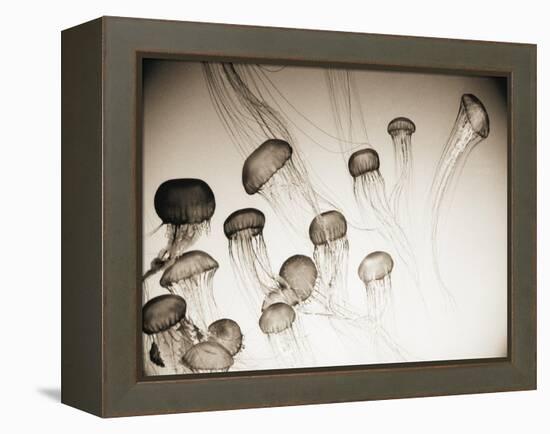 Jellyfish in Motion 4-Theo Westenberger-Framed Stretched Canvas