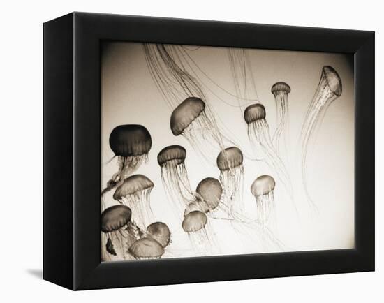 Jellyfish in Motion 4-Theo Westenberger-Framed Stretched Canvas