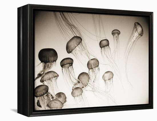 Jellyfish in Motion 4-Theo Westenberger-Framed Stretched Canvas