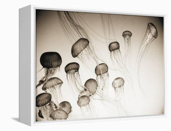 Jellyfish in Motion 4-Theo Westenberger-Framed Stretched Canvas