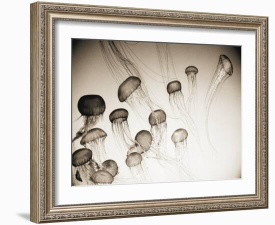 Jellyfish in Motion 4-Theo Westenberger-Framed Art Print