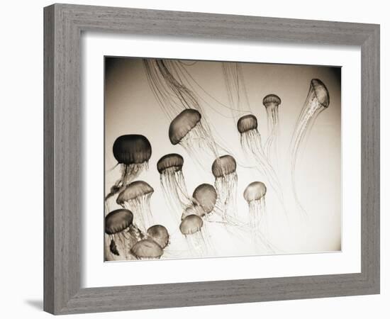 Jellyfish in Motion 4-Theo Westenberger-Framed Art Print