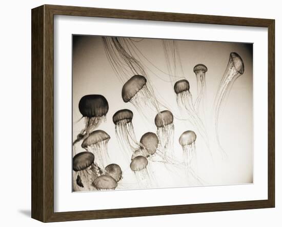 Jellyfish in Motion 4-Theo Westenberger-Framed Art Print