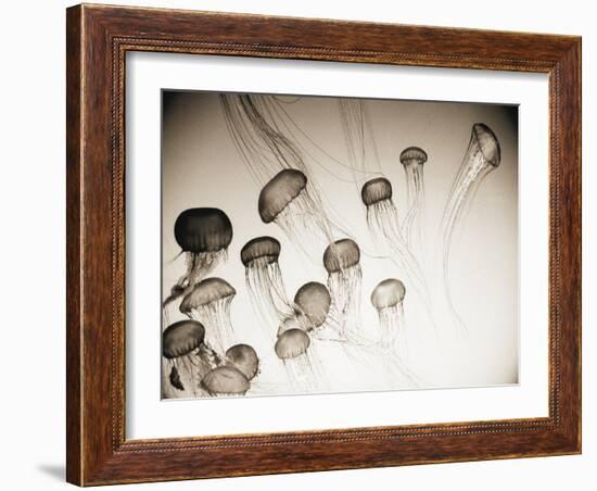 Jellyfish in Motion 4-Theo Westenberger-Framed Art Print