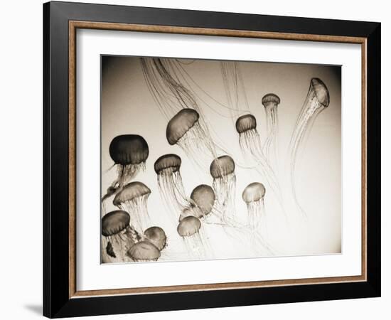 Jellyfish in Motion 4-Theo Westenberger-Framed Art Print