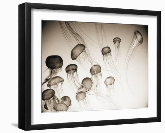 Jellyfish in Motion 4-Theo Westenberger-Framed Art Print