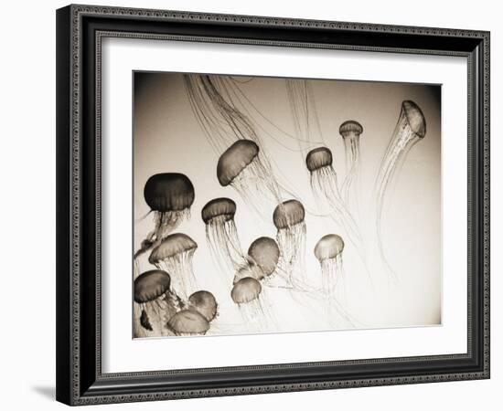 Jellyfish in Motion 4-Theo Westenberger-Framed Art Print