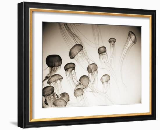 Jellyfish in Motion 4-Theo Westenberger-Framed Art Print
