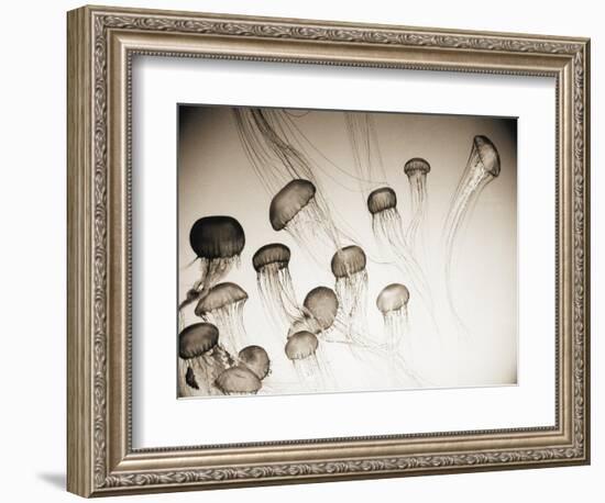 Jellyfish in Motion 4-Theo Westenberger-Framed Art Print