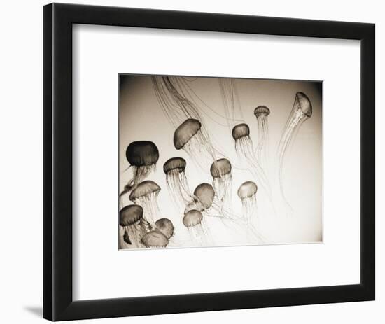 Jellyfish in Motion 4-Theo Westenberger-Framed Art Print