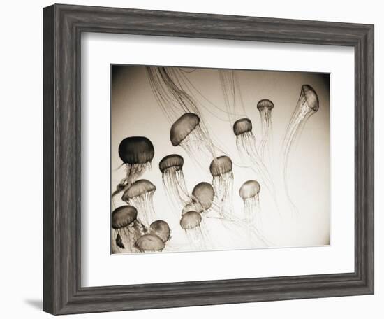 Jellyfish in Motion 4-Theo Westenberger-Framed Art Print