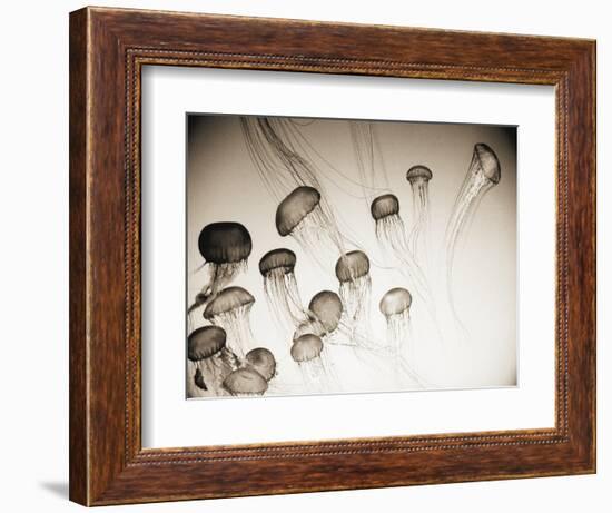 Jellyfish in Motion 4-Theo Westenberger-Framed Art Print