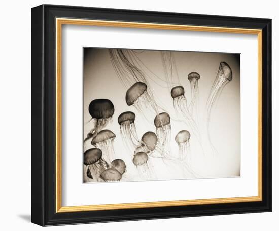 Jellyfish in Motion 4-Theo Westenberger-Framed Art Print