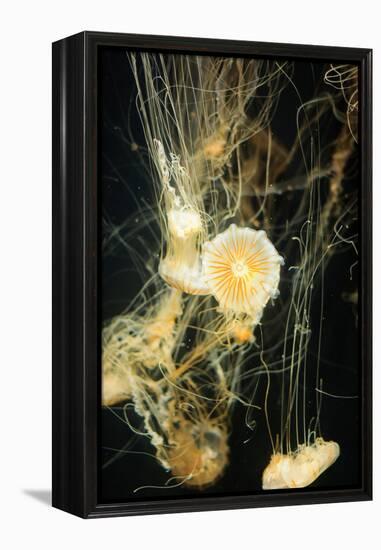 Jellyfish in the Ocean-alexandros33-Framed Premier Image Canvas