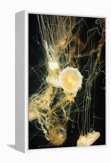 Jellyfish in the Ocean-alexandros33-Framed Premier Image Canvas