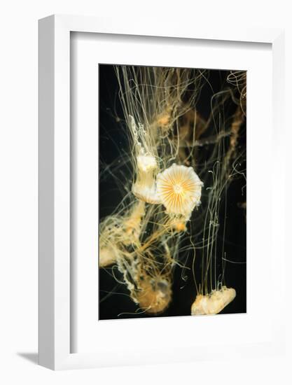 Jellyfish in the Ocean-alexandros33-Framed Photographic Print