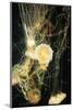 Jellyfish in the Ocean-alexandros33-Mounted Photographic Print