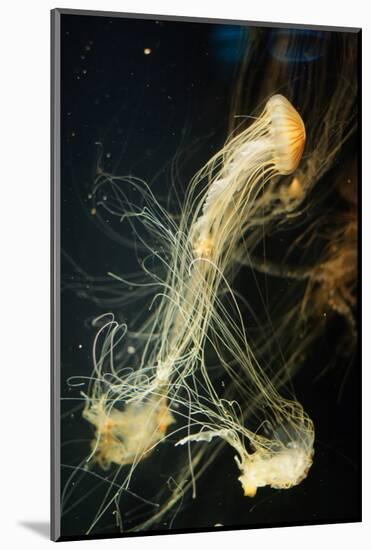 Jellyfish in the Ocean-alexandros33-Mounted Photographic Print
