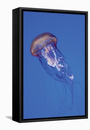 Jellyfish IV-Erin Berzel-Framed Premier Image Canvas