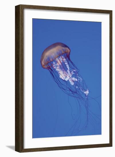 Jellyfish IV-Erin Berzel-Framed Photographic Print