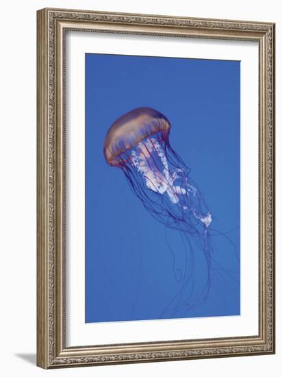 Jellyfish IV-Erin Berzel-Framed Photographic Print